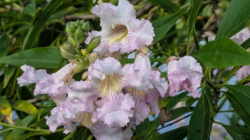 PXL_20250628_054509192.jpg