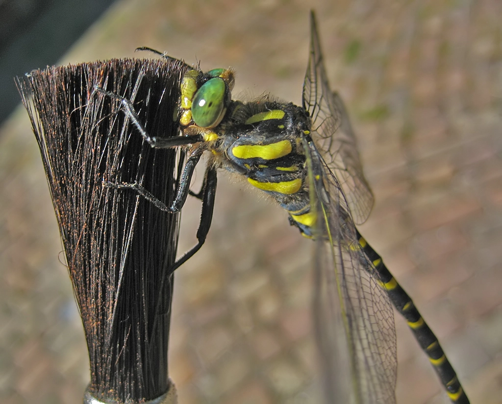 quelljungfer totale.webp