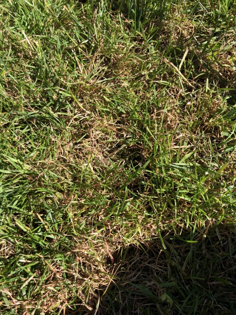 Braune Flecken im Rasen