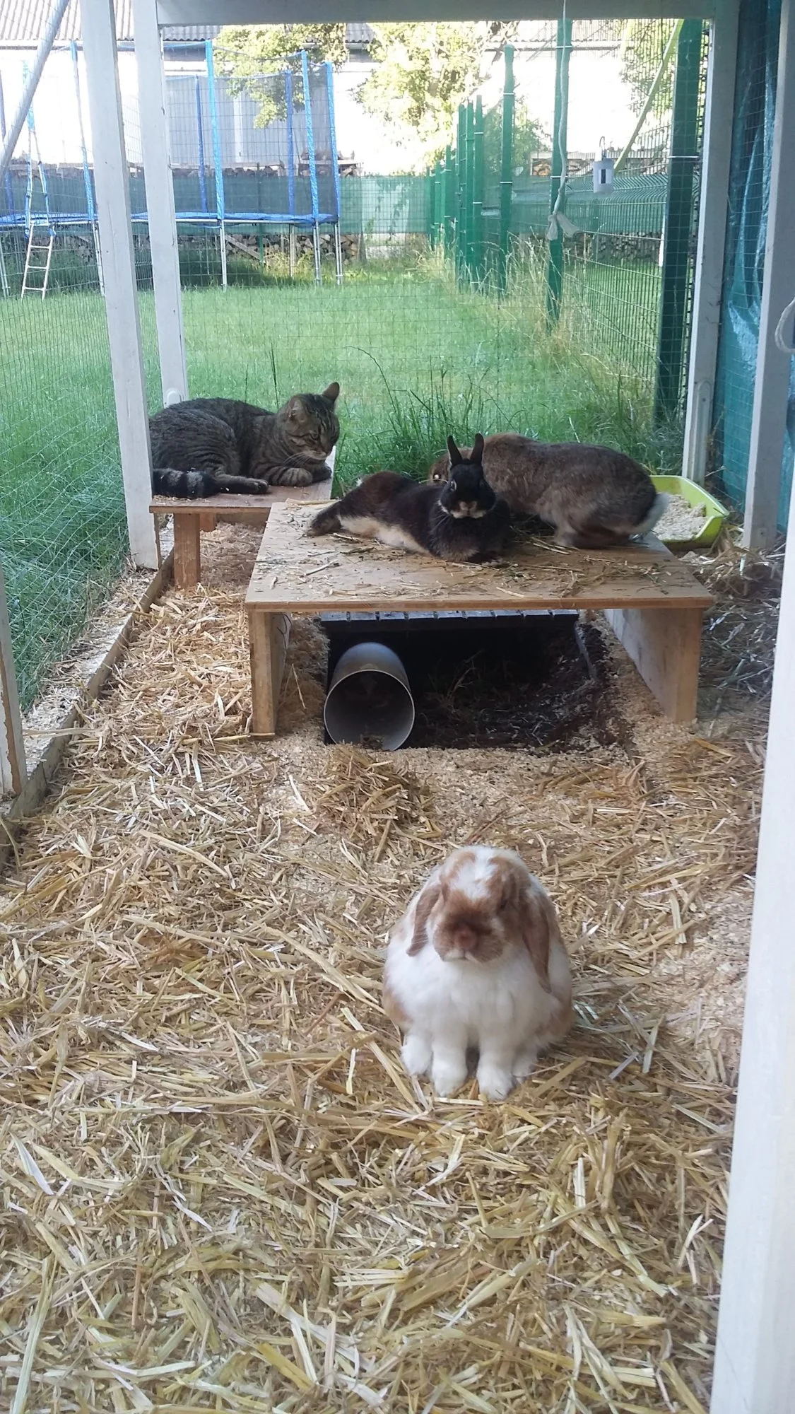 Rabbits.webp