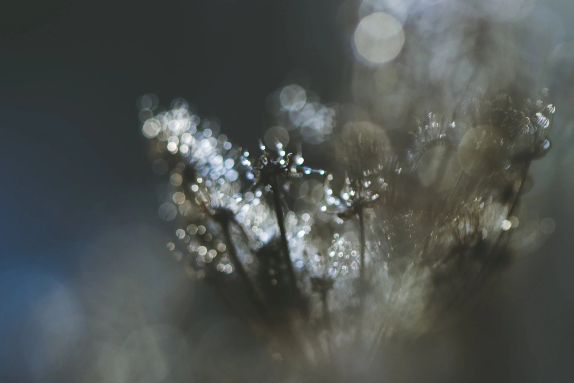 raindrops.webp