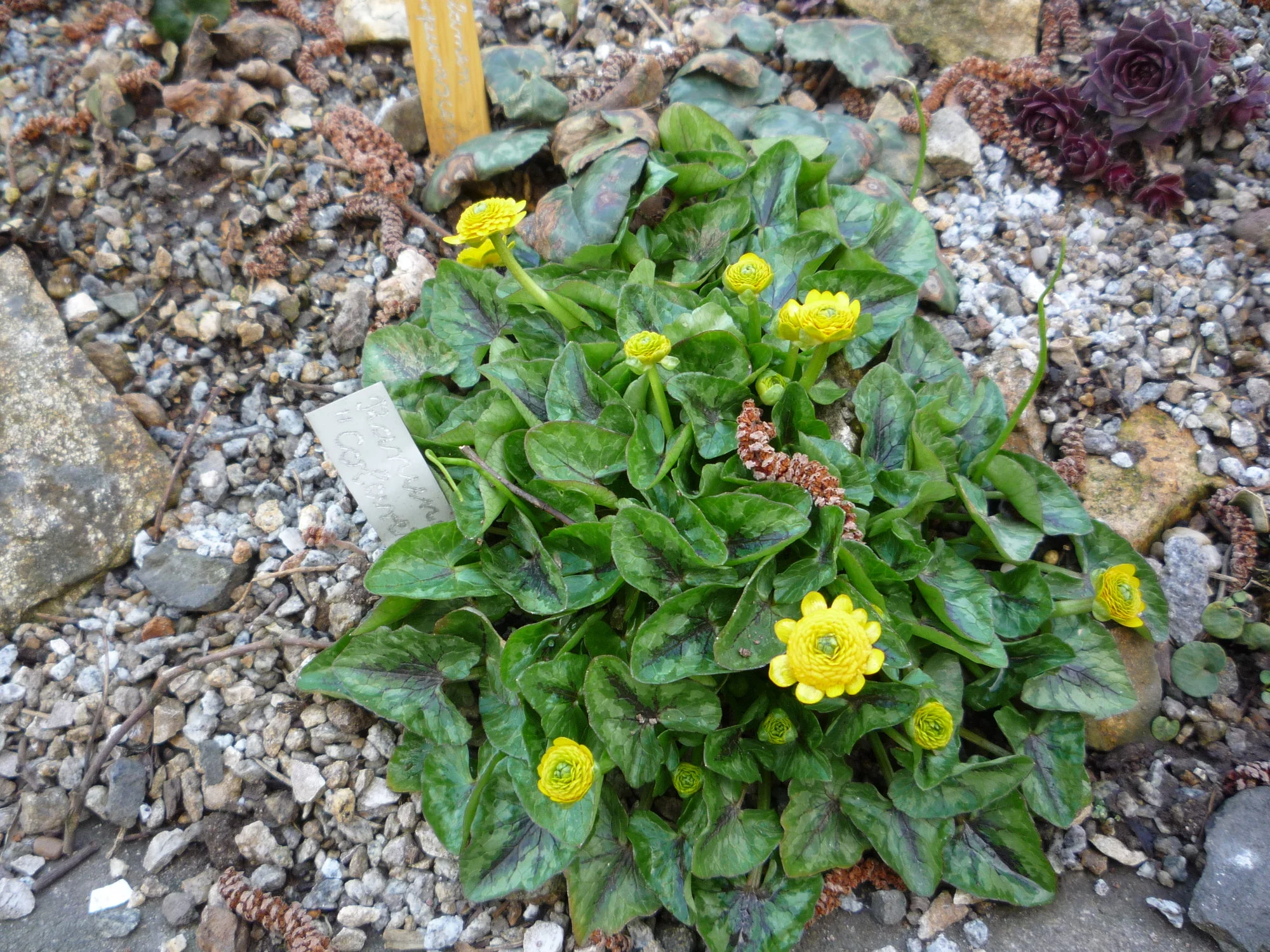 Ranunculus ficaria_Colarette_210.04.2020.webp