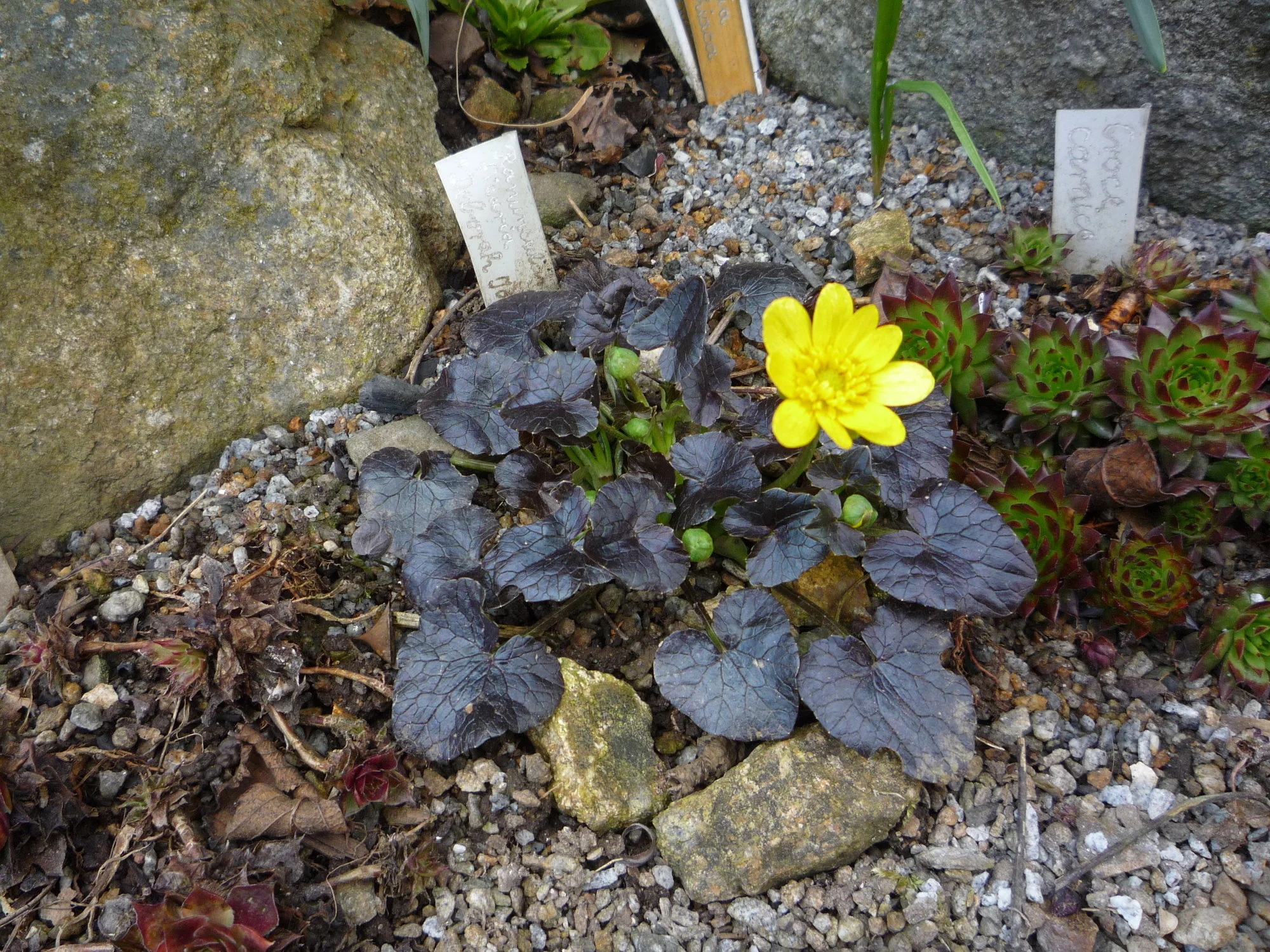 Ranunculus ficaria_Deborah Jope_10.04.2020.webp