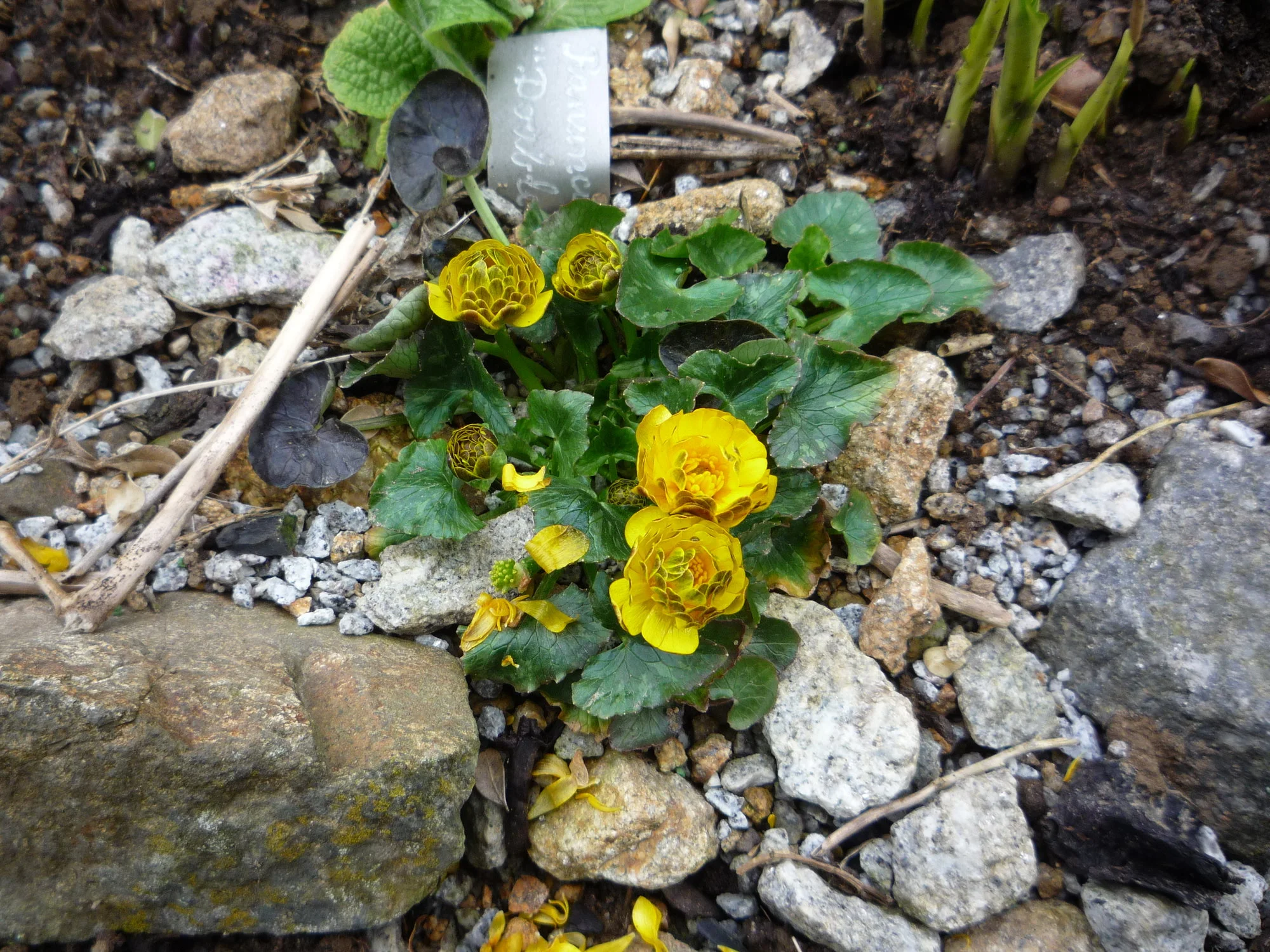 Ranunculus ficaria_Double Bronze_19.04.2020.JPG