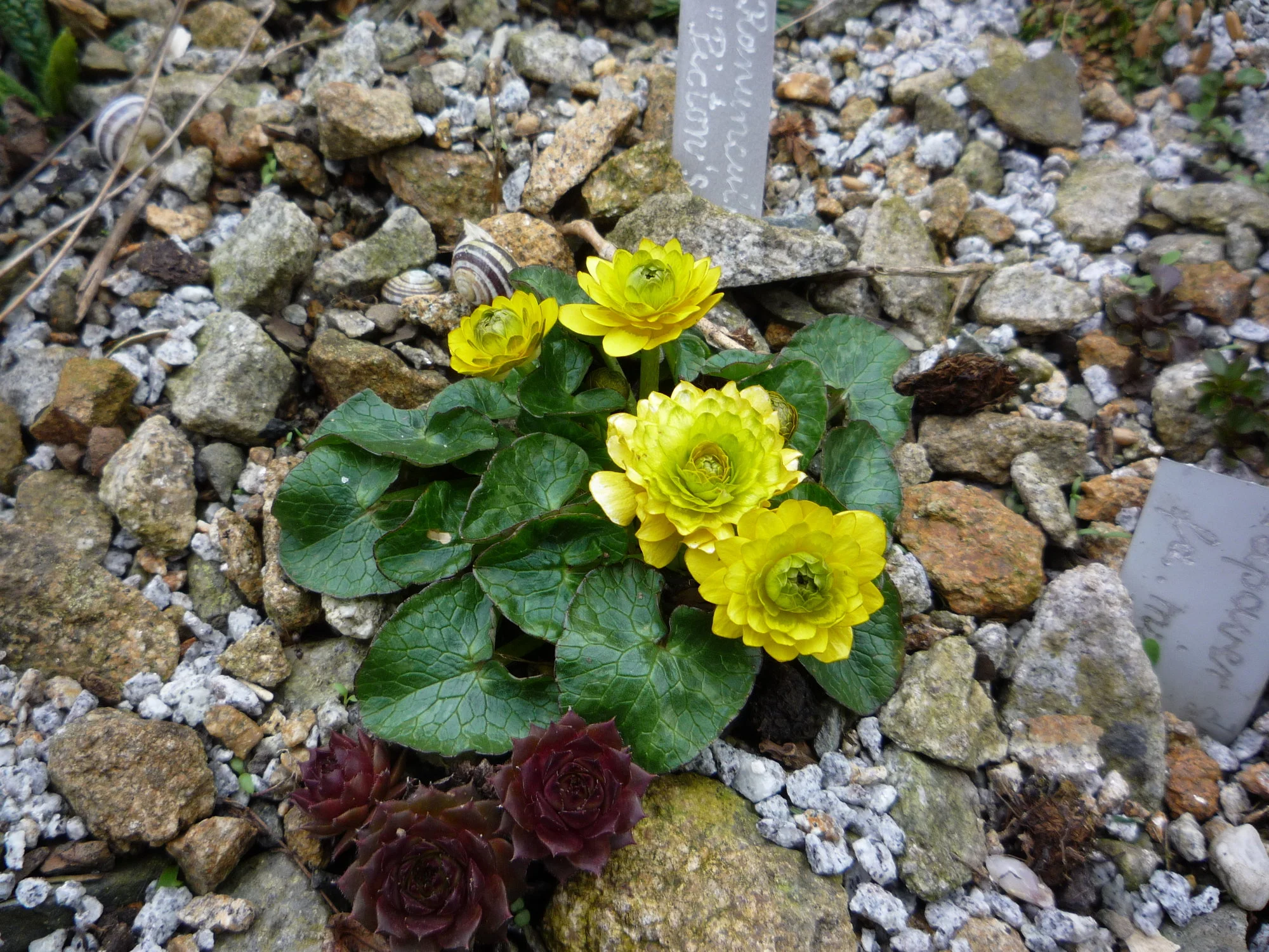 Ranunculus ficaria_Picton s Double_19.04.2020.webp