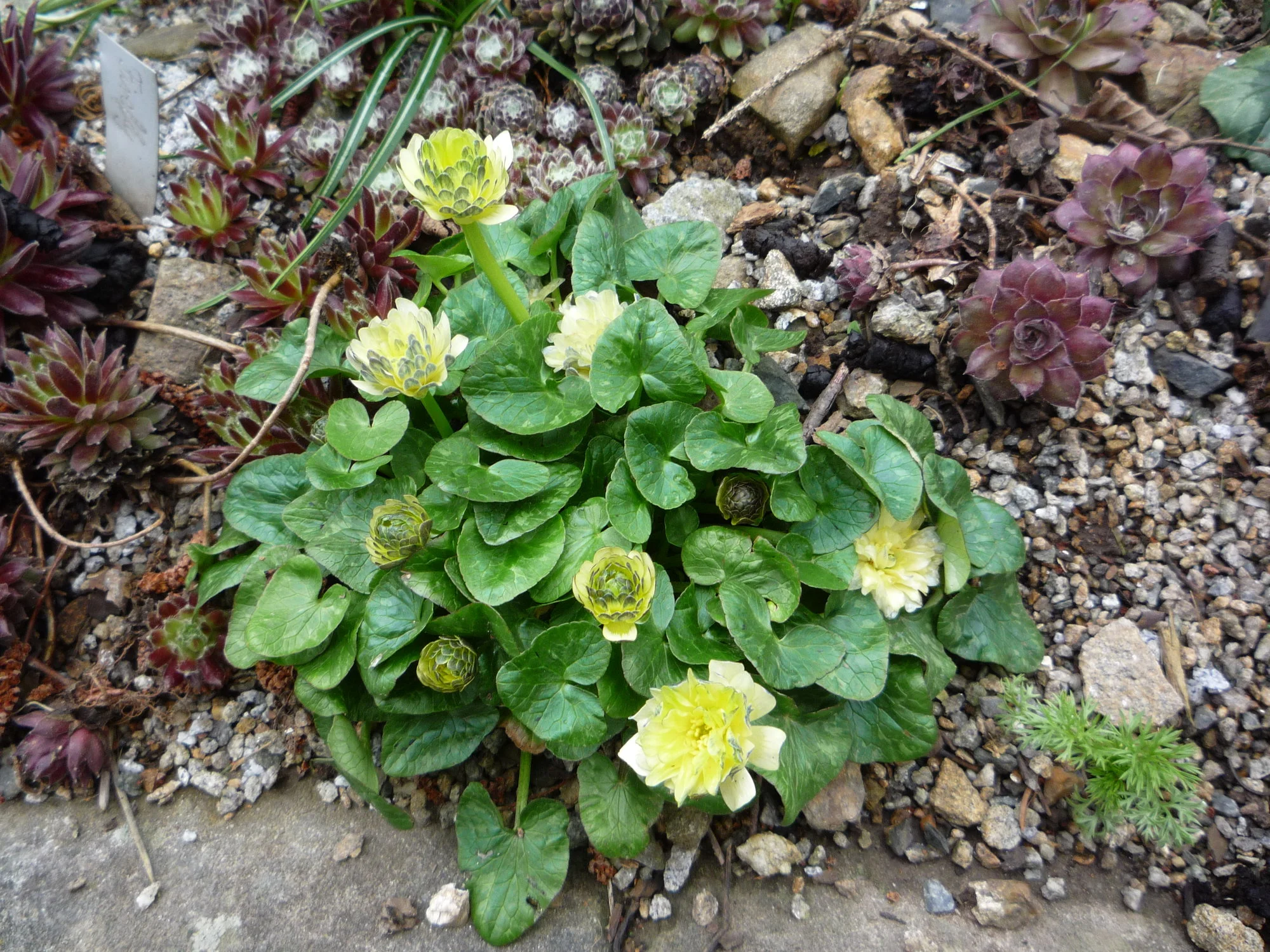 Ranunculus ficaria_Wisley Double White_19.04.2020.webp