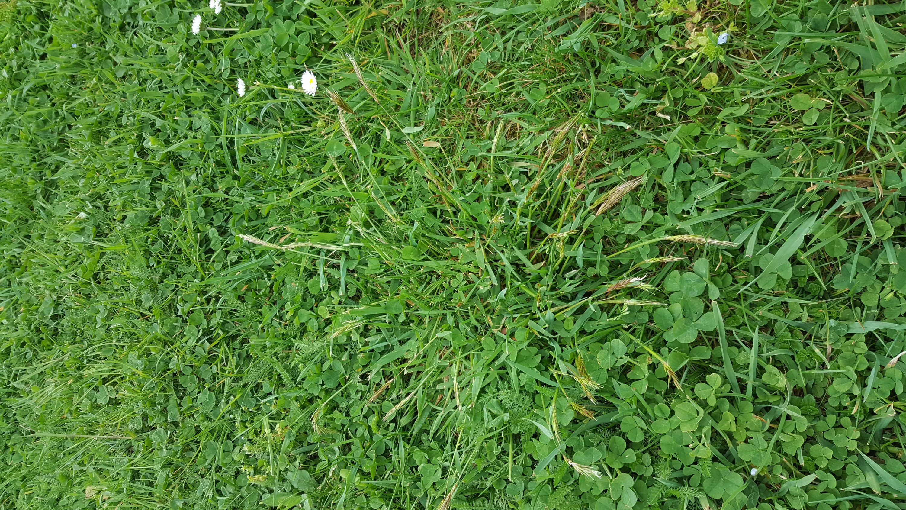 Was ist das im Rasen - Hausgarten.net