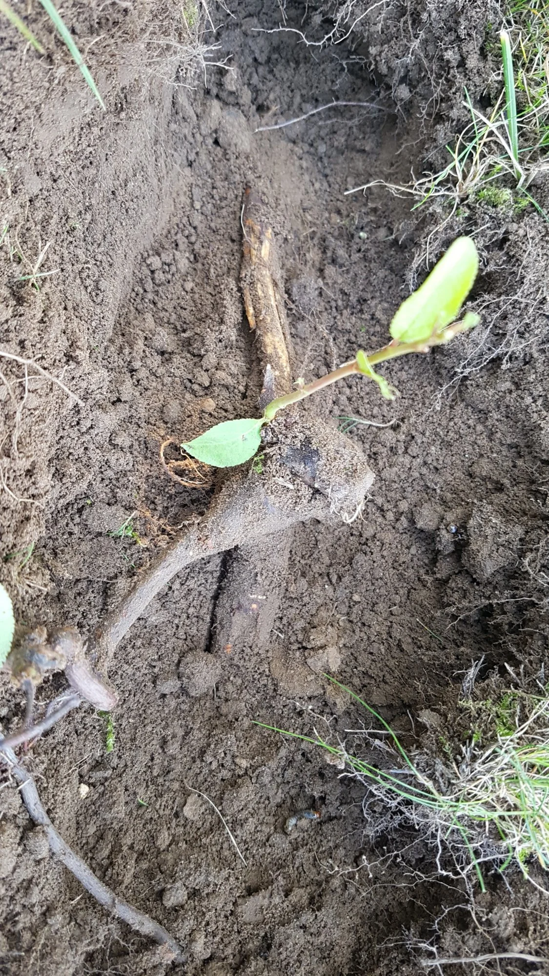 Im rasen Pflanzen mit mega Wurzeln.