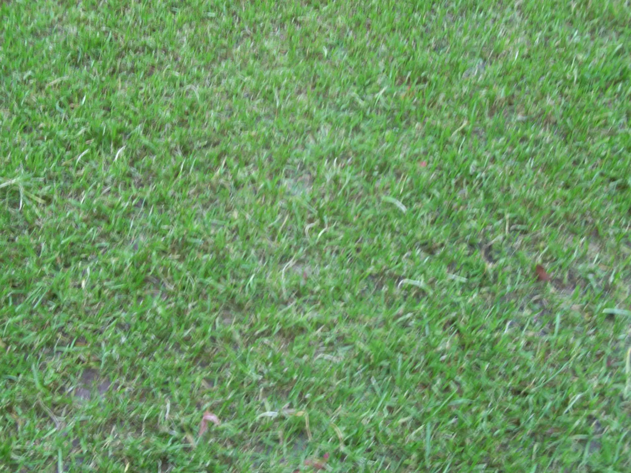 Was hat der Rasen - Hausgarten.net