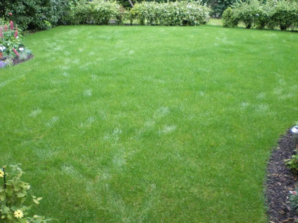 Neuer Rollrasen wächst nicht dicht