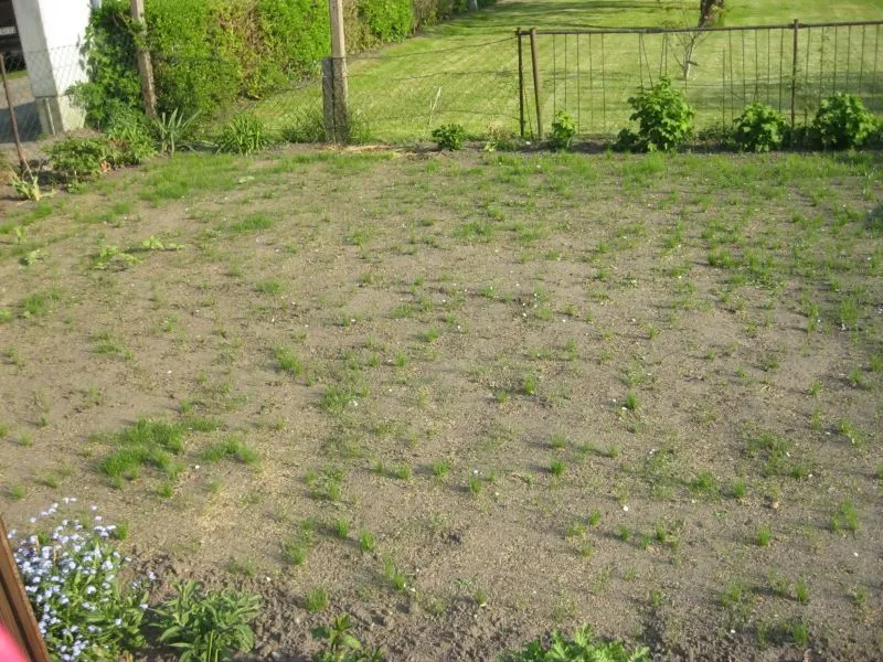 Rasen wächst nach dem Sähen sehr ungleichmäßig Nachsähen notwendig