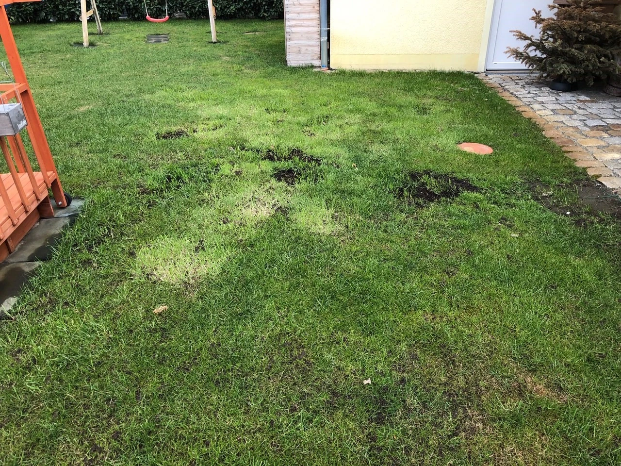 anderes Gras im Rasen wie entfernen?