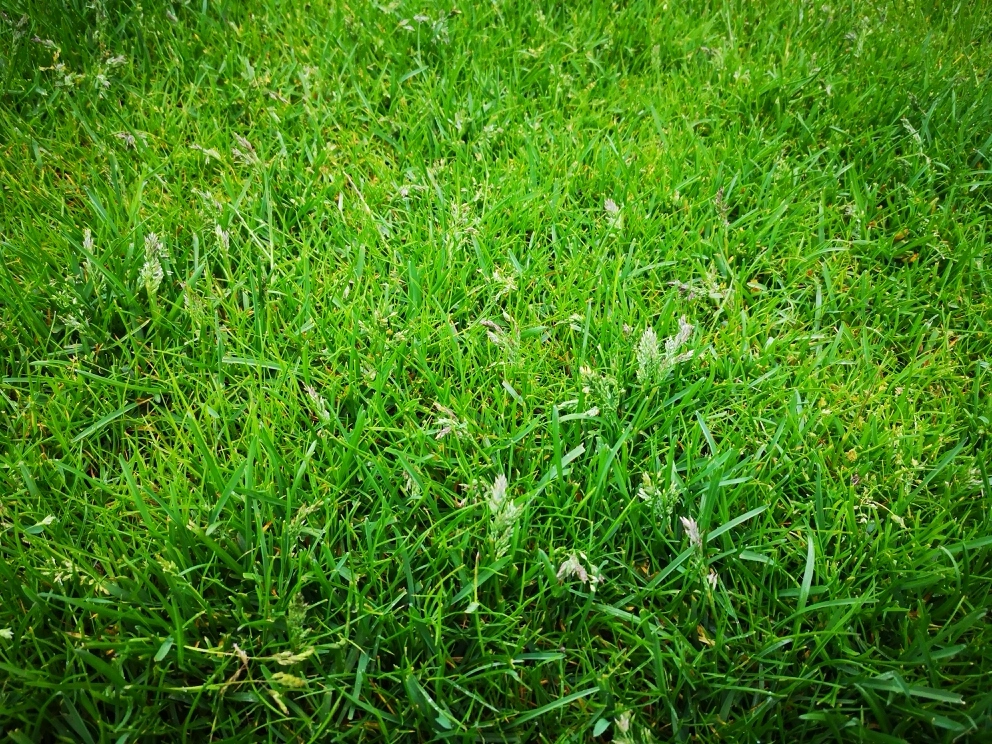 rasen1.webp