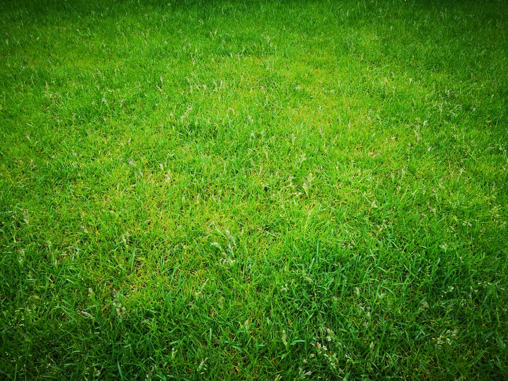 rasen3.webp