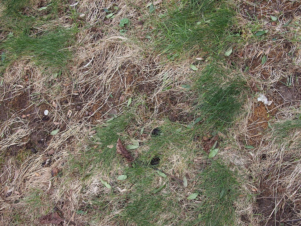 Rasen nach Winter nachsäen und pflegen