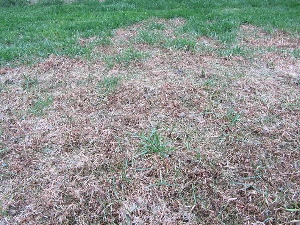 Rasen Frühjahr stellenweise komplett hinüber!?