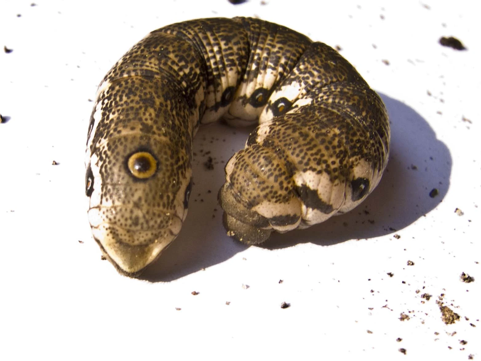 Eigenartige Raupe(?)