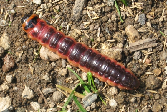 Welche Raupe ist das? - Hausgarten.net