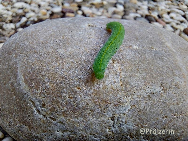 Raupe vom Kleinen Kohlweißling 1.webp