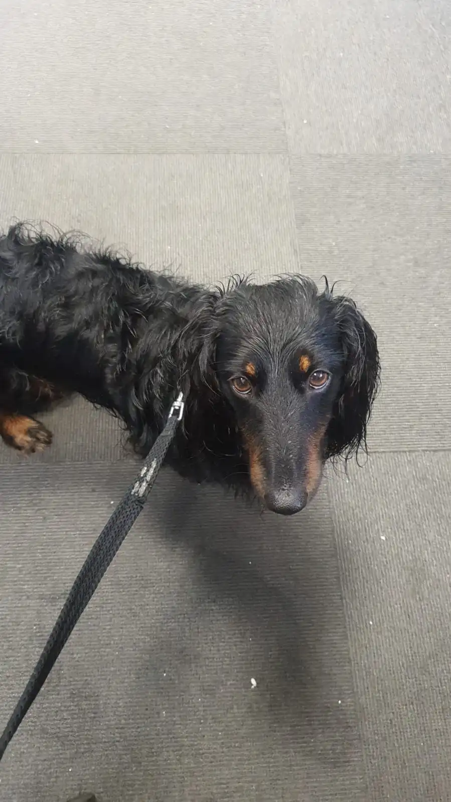 Regenhund.webp