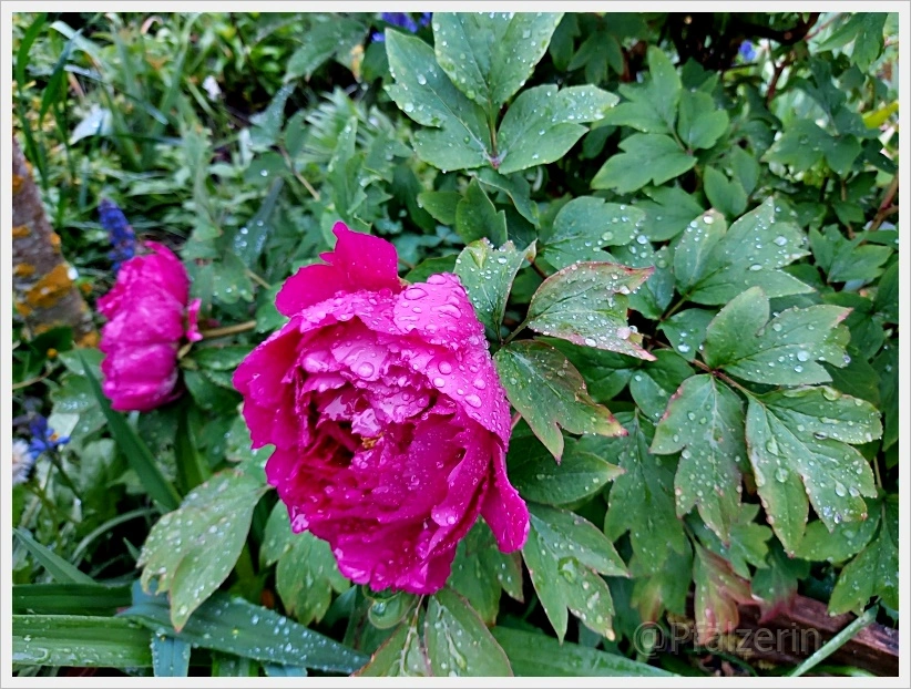 Regenwetter 4.webp
