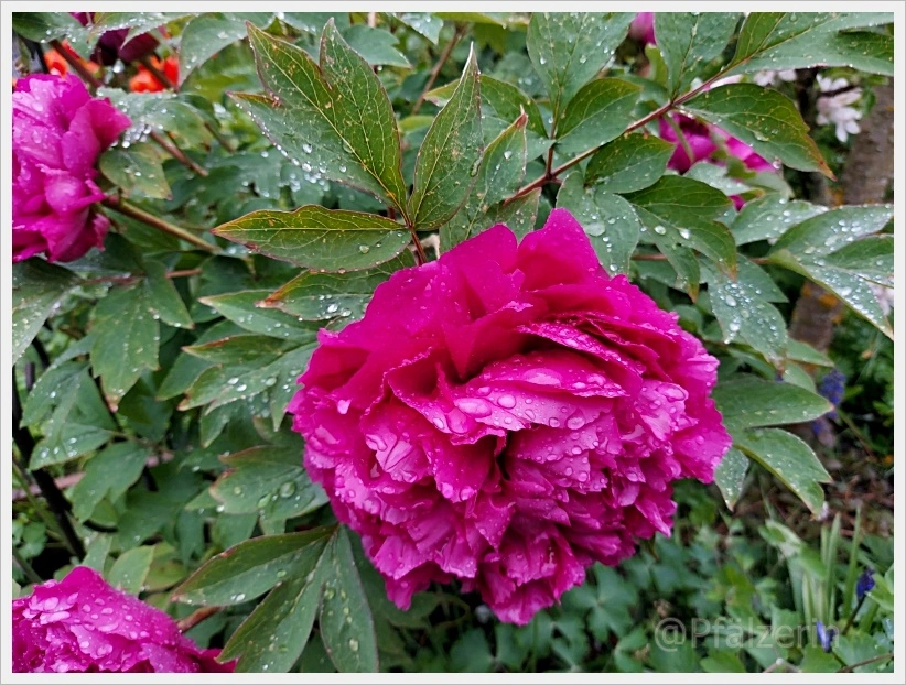 Regenwetter 5.webp