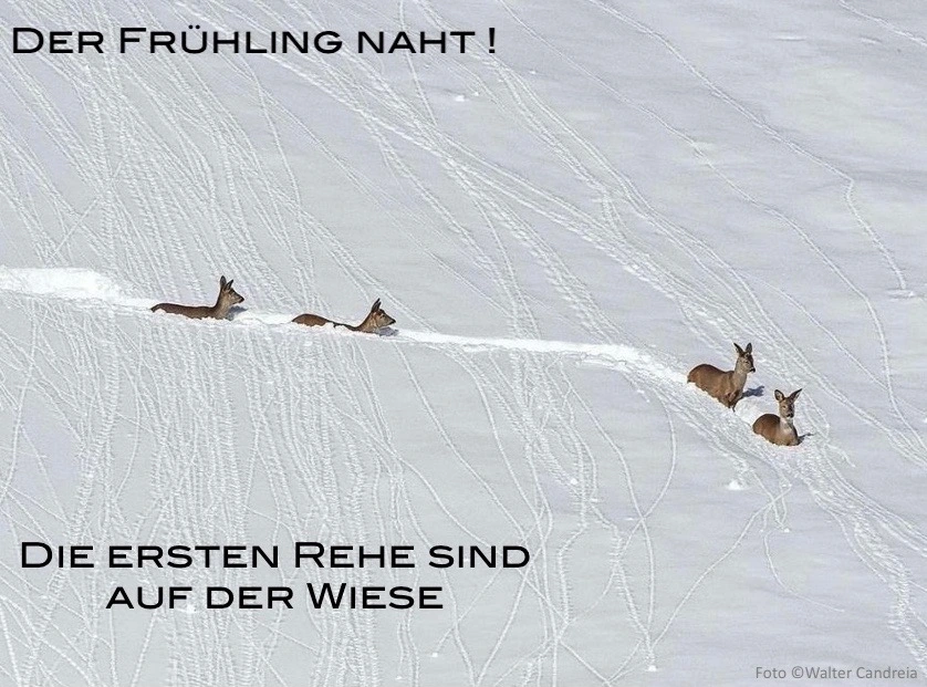 Rehe im Schnee_Foto ©Walter Candreia.webp