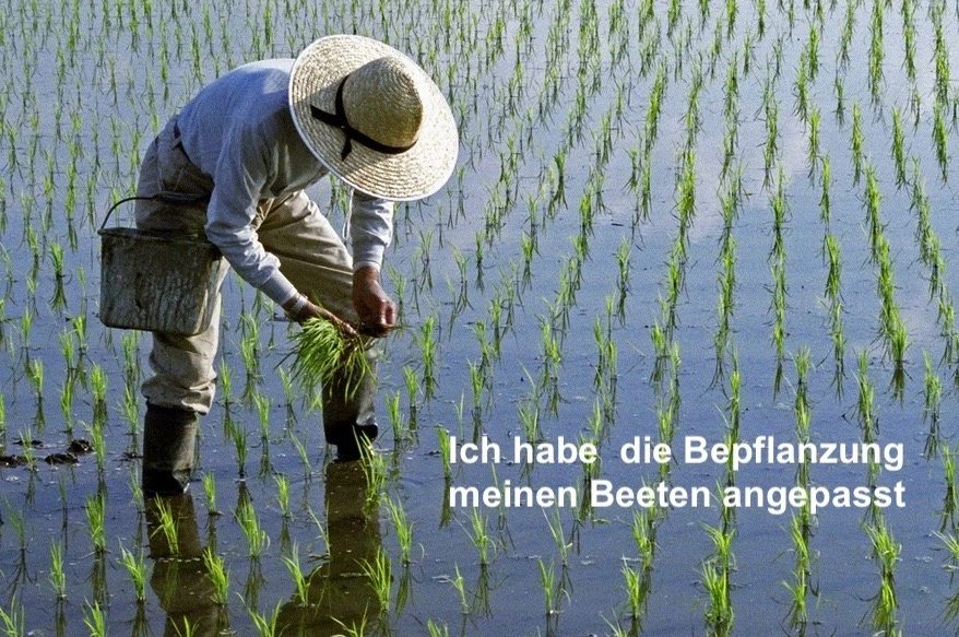 reispflanzung selbst.webp