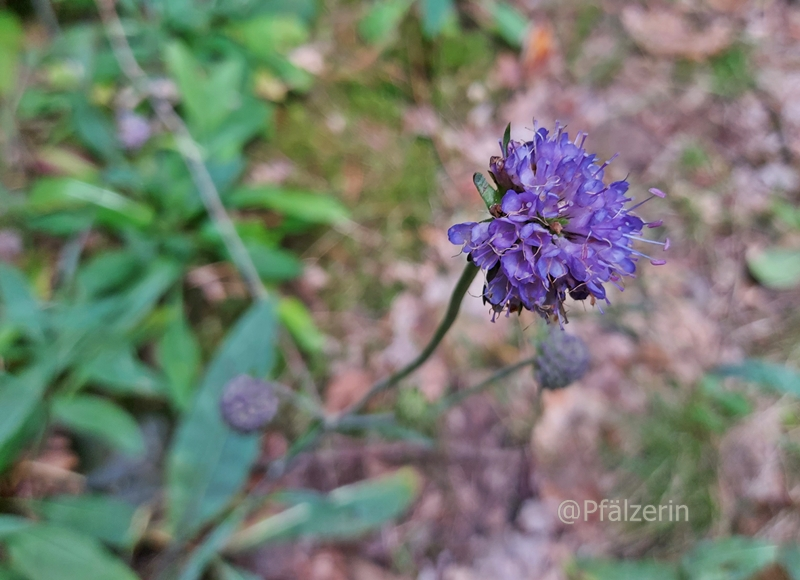 Reisslerweiher Ackerwitwenblume.webp