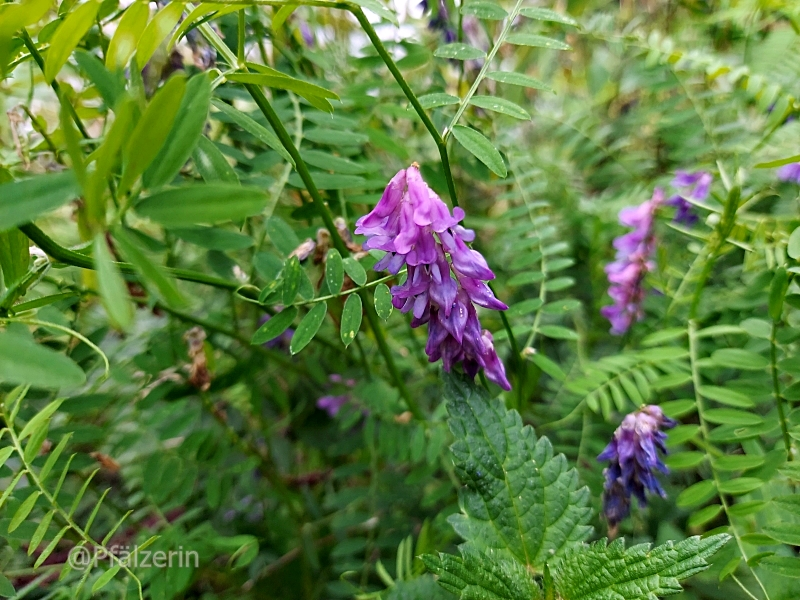Reisslerweiher Zaun-Wicke.webp