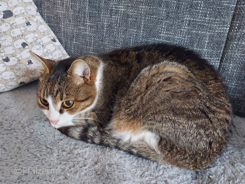 Relaxen auf der Couch.webp