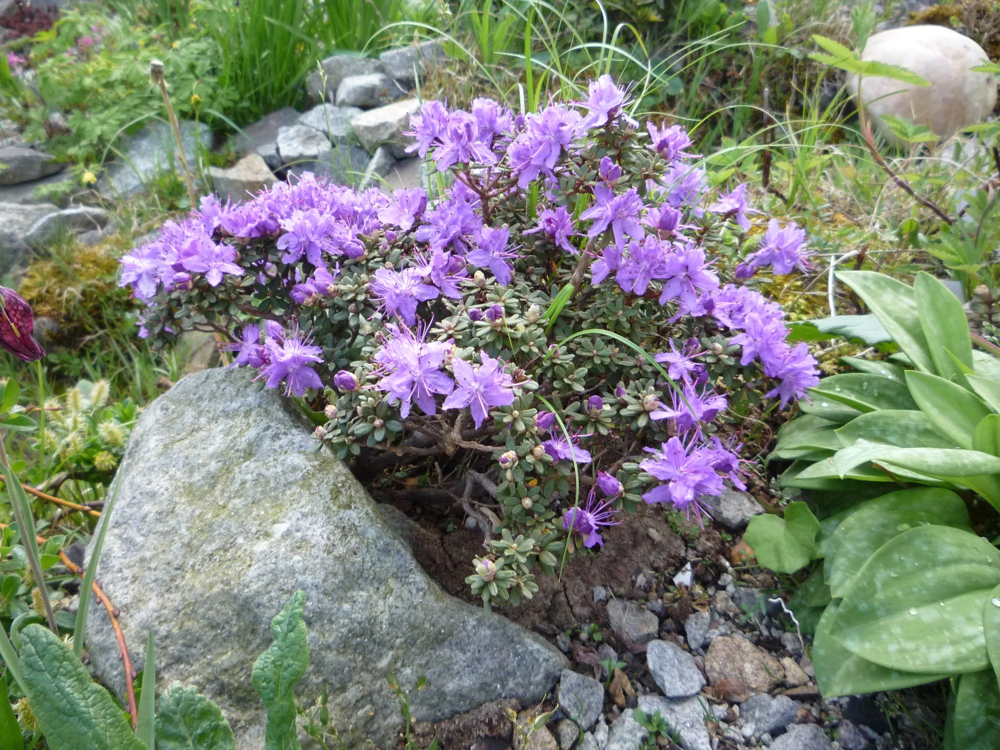 Rhododendron impeditum_01.05.2020.webp