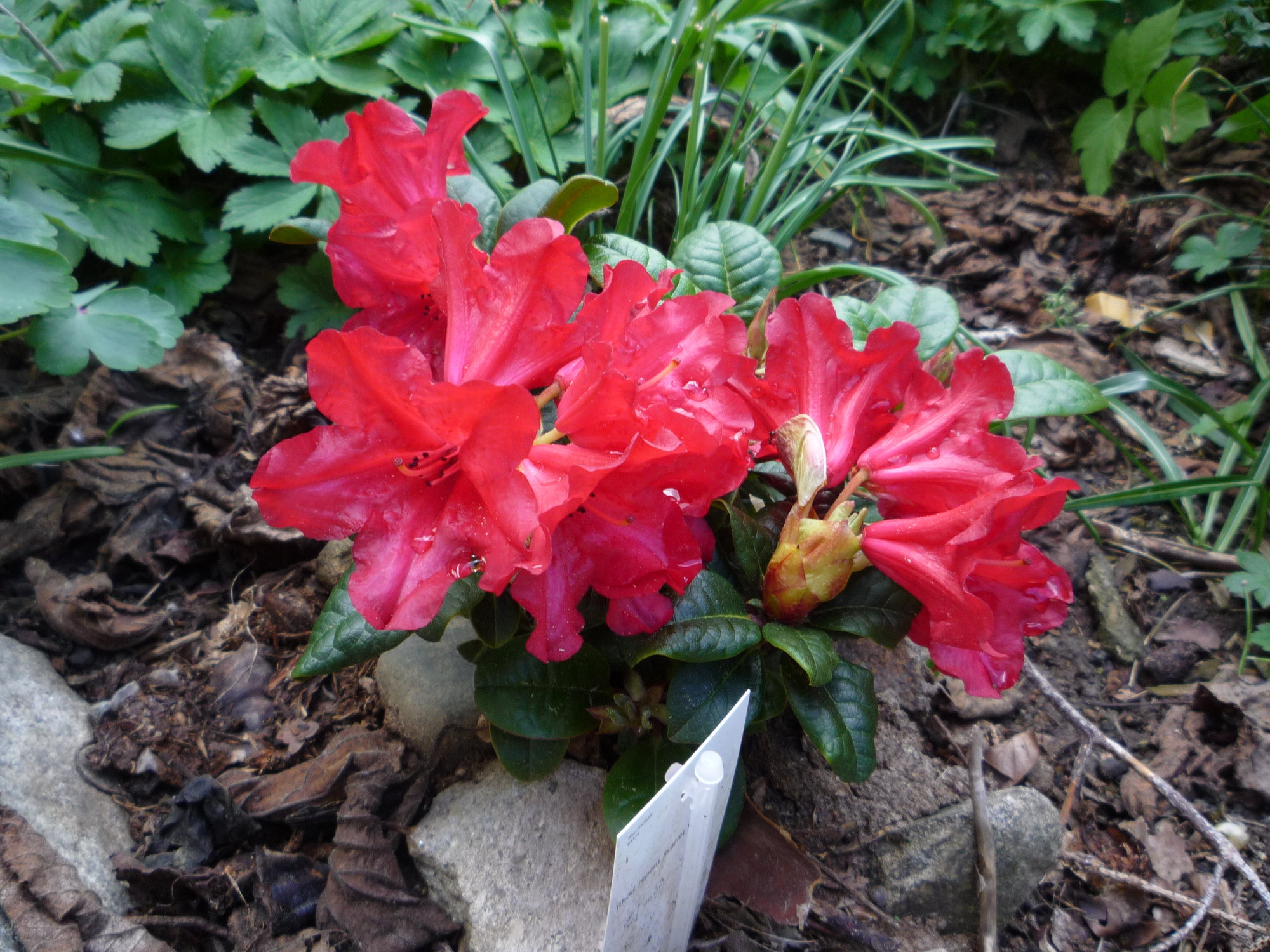 Rhododendron repens_Scarlet Wonder_01.05.2020.JPG