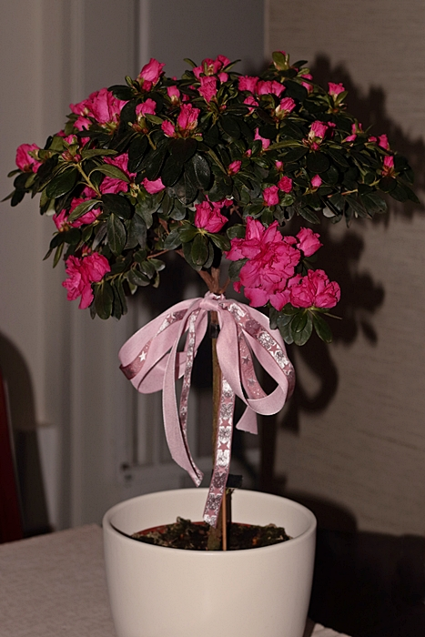 Rhododendron simsii_indische Azalee_700.webp
