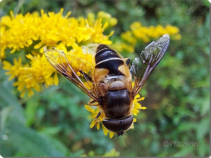 Riesen-Goldrute - Solidago gigantea 7 mit Insekten.webp