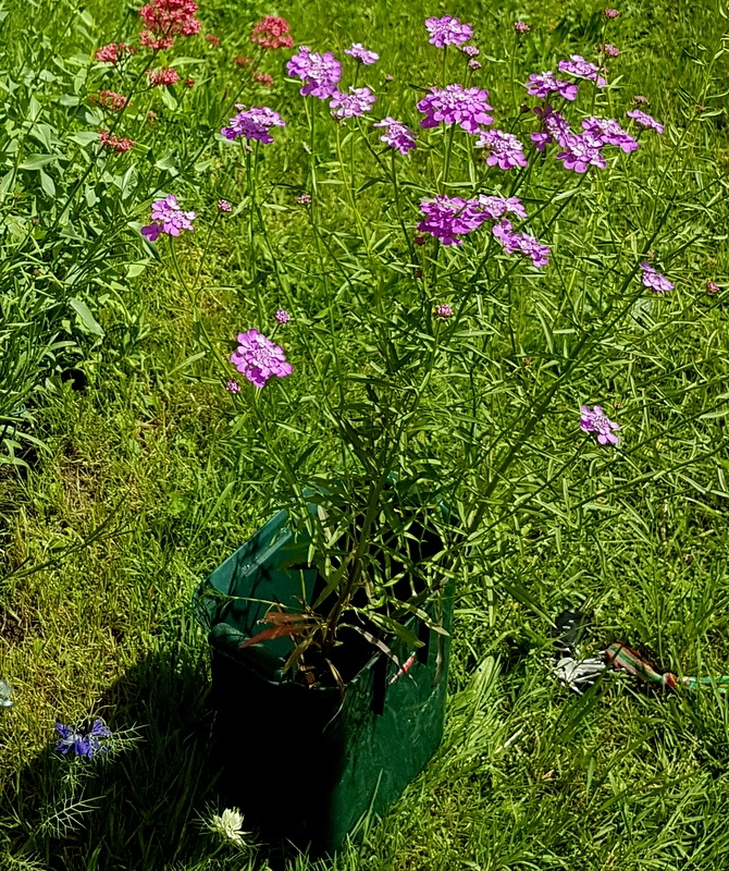 Riesige Schleifenblume.webp