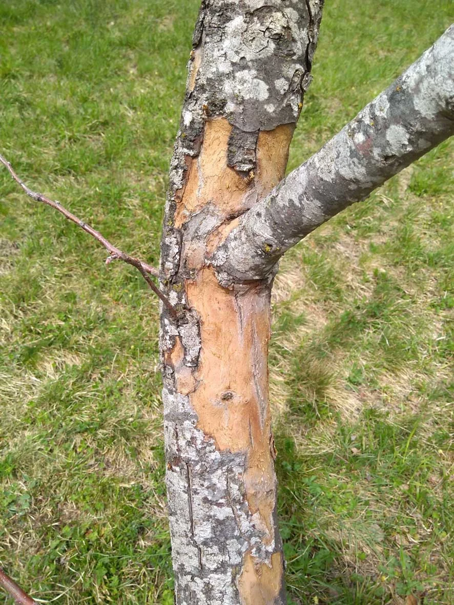 Rinde von Apfelbäumen löst sich - Hausgarten.net