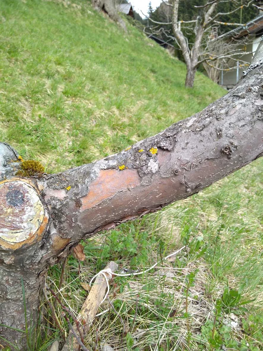 Rinde von Apfelbäumen löst sich_2.webp