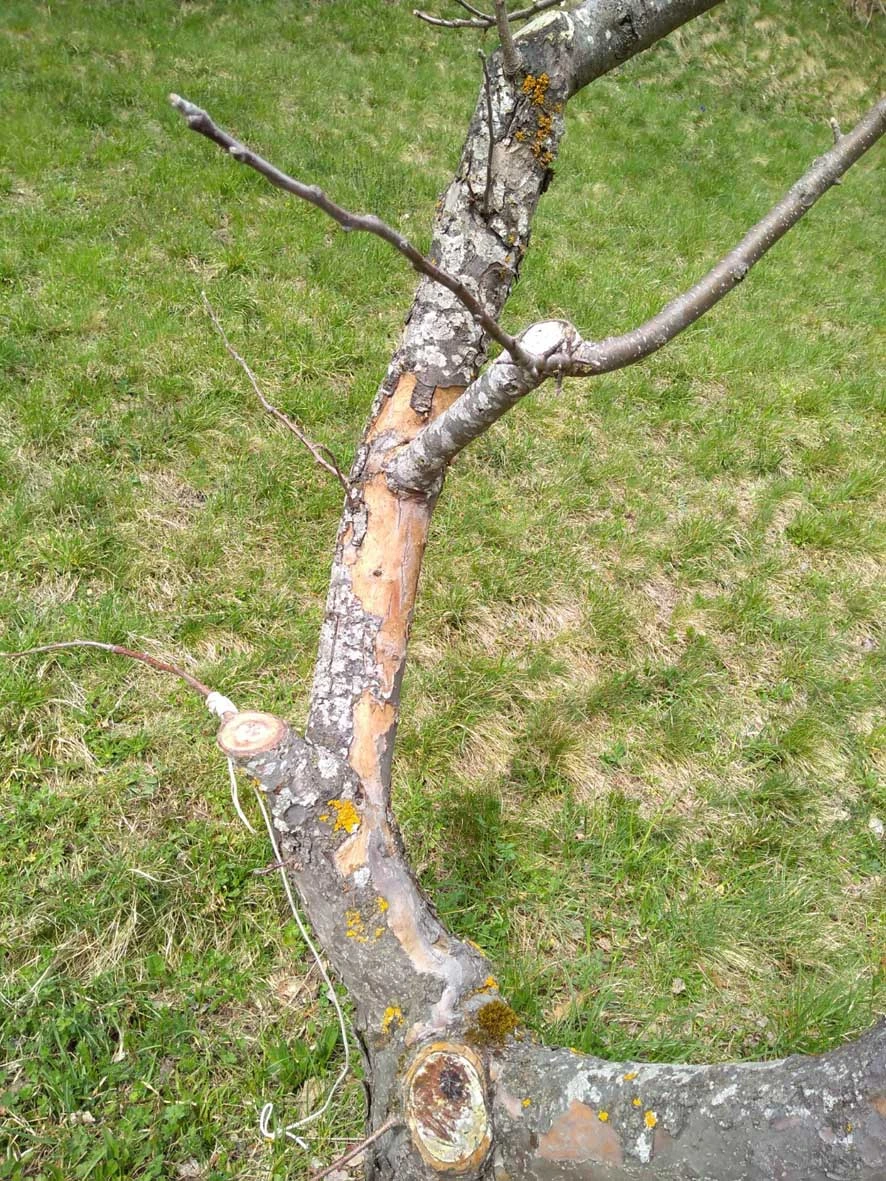 Rinde von Apfelbäumen löst sich_3.webp