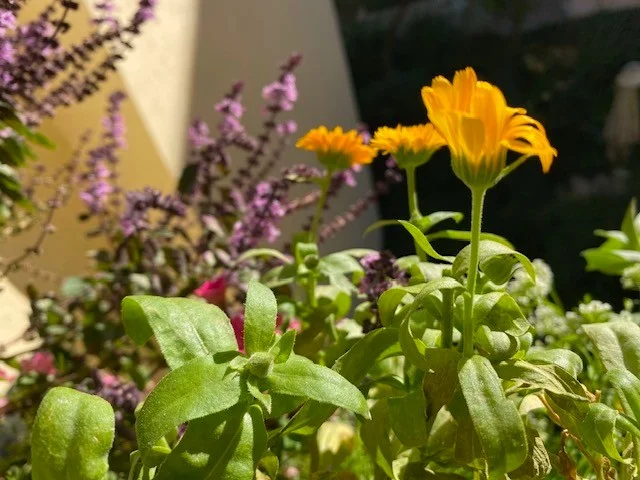 Ringelblume.webp