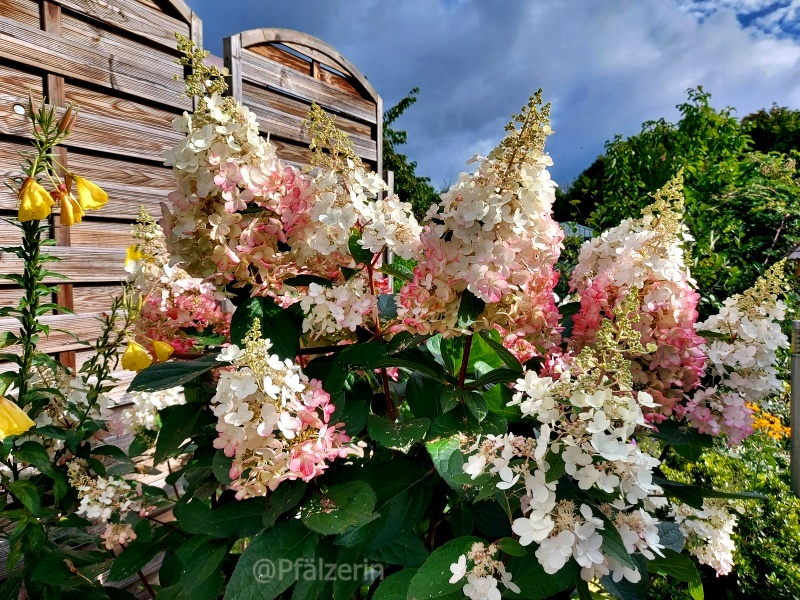 Rispenhortensie im August.jpg