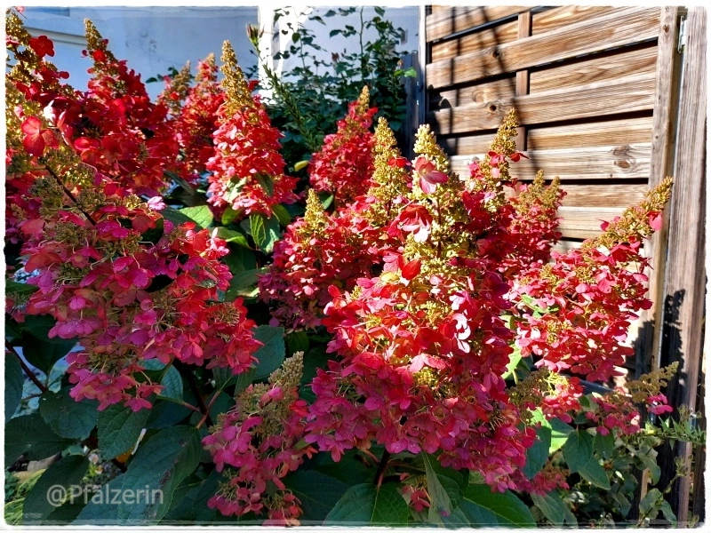 Rispenhortensie.webp