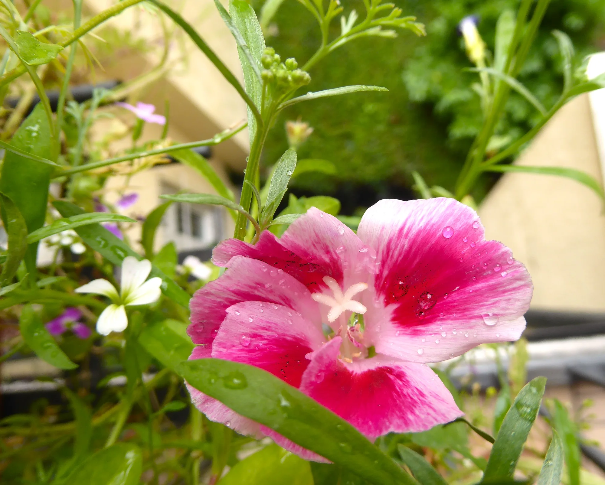 Rosa.webp