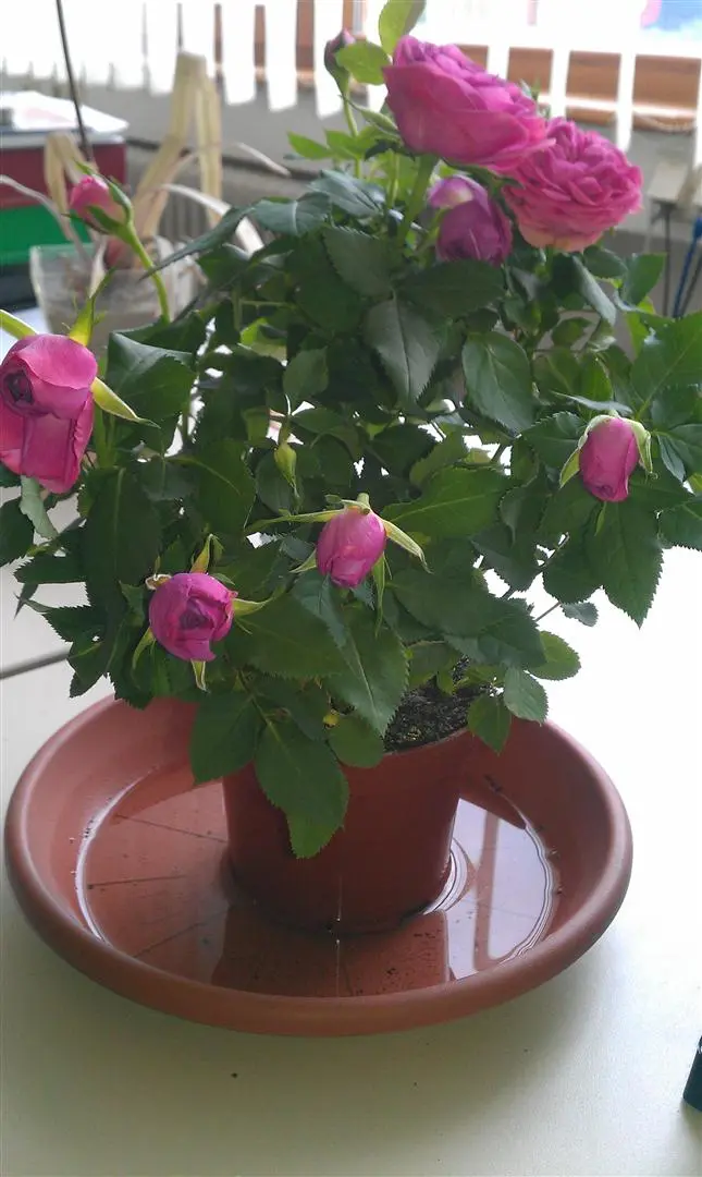 Rosa Rosen im kleinen Blumentopf wie gehts weiter?