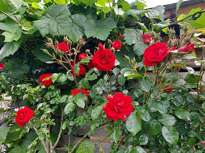 Rose Amadeus 2.webp