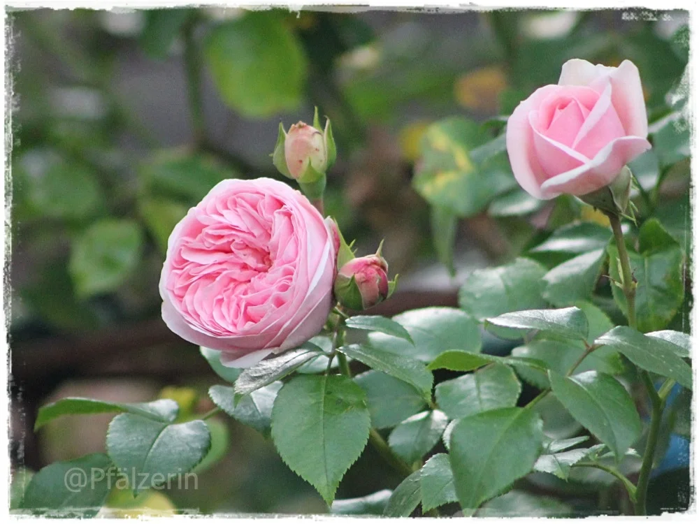 Rose Giardina 1.webp