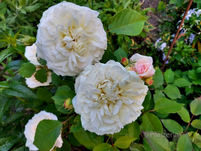 Rose Gruß an Aachen 2.webp