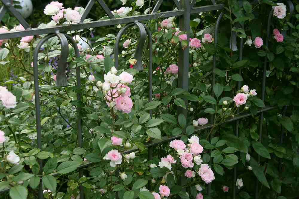 Rose Kirschrose0213b.jpg