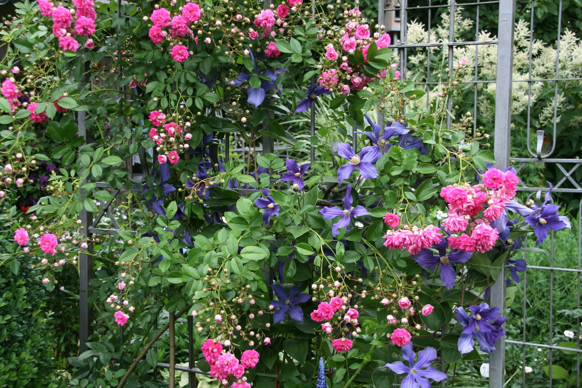 Rose Super Dorothy0417.webp
