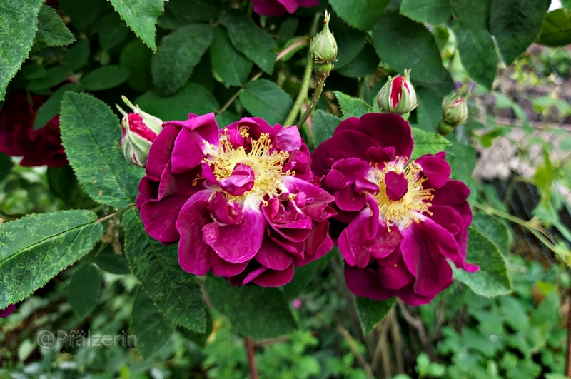 Rose Tuscany 1.webp